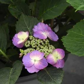 Blueberry Cheesecake Hydrangea Plants (Hydrangea Flair And Flavours) 2